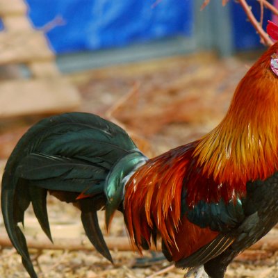 Sexual stereotypes revealed by the red junglefowl.